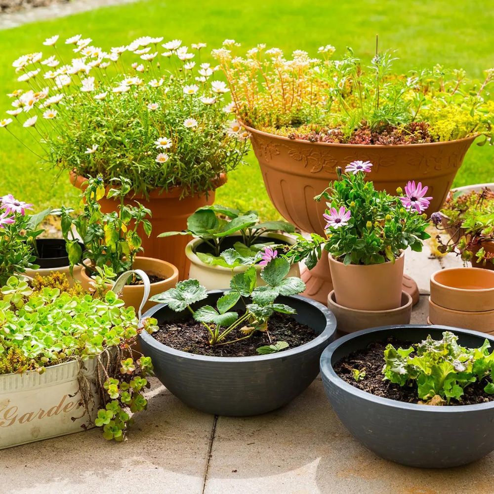 Winter plants